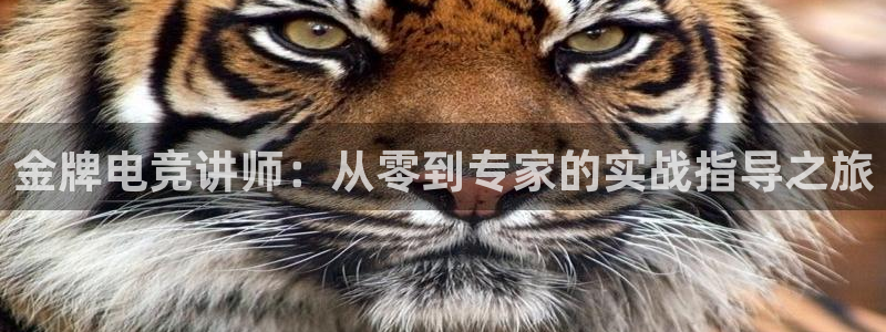 ob电竞网站：金牌电竞讲师：从零到专家的实战指导之旅